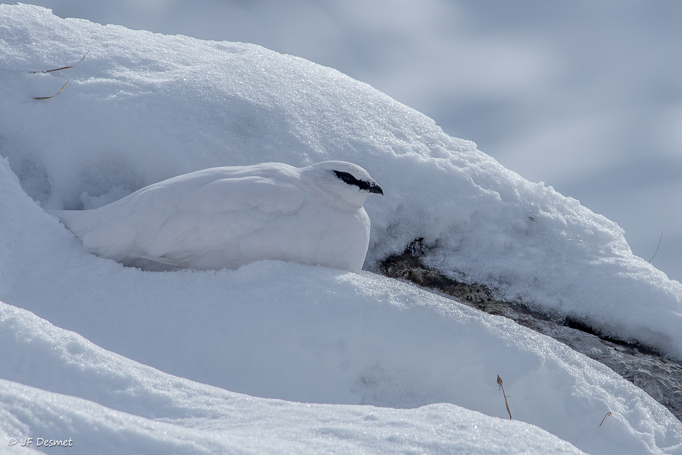 Blanc comme neige